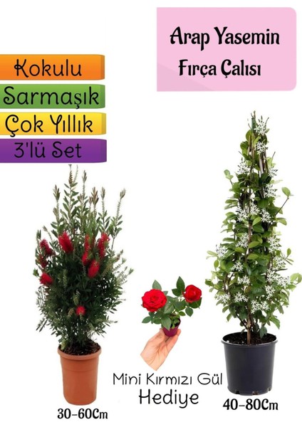 Kokulu Arap Yasemini+Kırmızı Fırça Çalısı+Mini Gül Hediyeli 3'lü Bahçe Seti