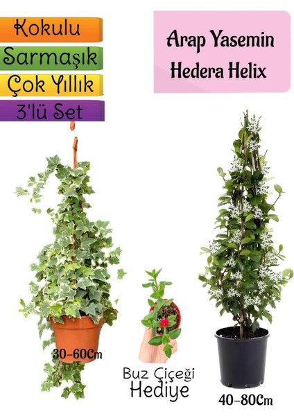 Kokulu Arap Yasemini+Hedera Helix Sarmaşık+Buz Çiçeği Hediyeli 3'lü Bahçe Seti