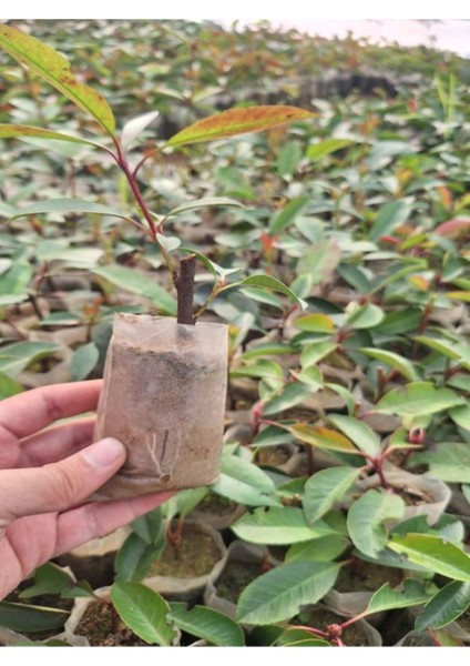 Alev Çalısı Fidanı (10-20 cm)5 Adet Tüplü Dış Mekan Bitkisi fiyatları