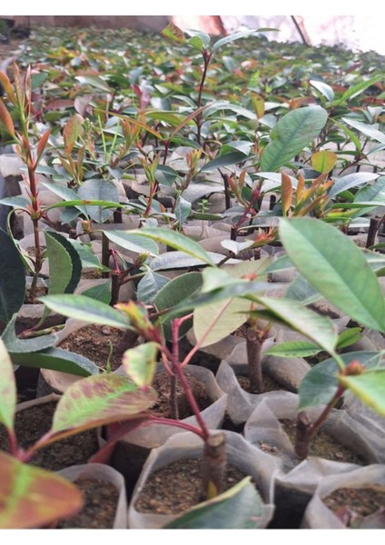 Alev Çalısı Fidanı (10-20 cm)5 Adet Tüplü Dış Mekan Bitkisi fırsatları