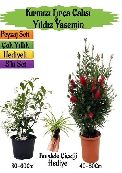 Kırmızı Fırça Çalısı+Kokulu Yıldız Yasemin+Kurdele Çiçeği Hediyeli Peyzaj Seti
