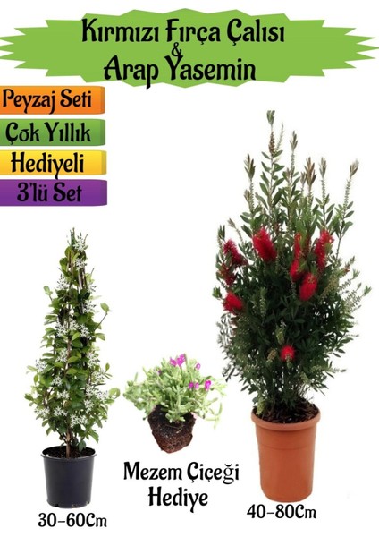 Kırmızı Fırça Çalısı+Kokulu Arap Yasemini+Mezem Çiçeği Hediyeli Peyzaj Seti