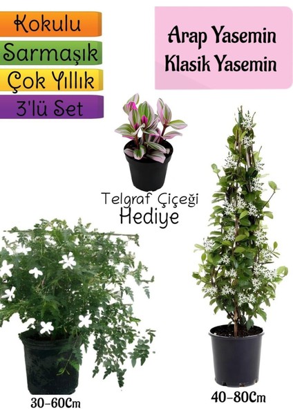 Kokulu Arap Yasemini+Klasikyasemin+Telgraf Çiçeği Hediyeli 3'lü Bahçe Seti