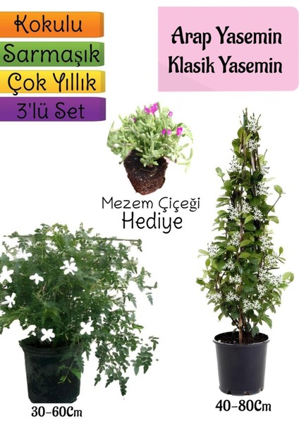 Kokulu Arap Yasemini+Klasikyasemin+Mezem Çiçeği Hediyeli 3'lü Bahçe Seti