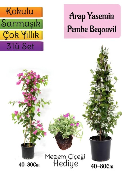 Kokulu Arap Yasemini+Pembe Begonvil+Mezem Çiçeği Hediyeli 3'lü Bahçe Seti