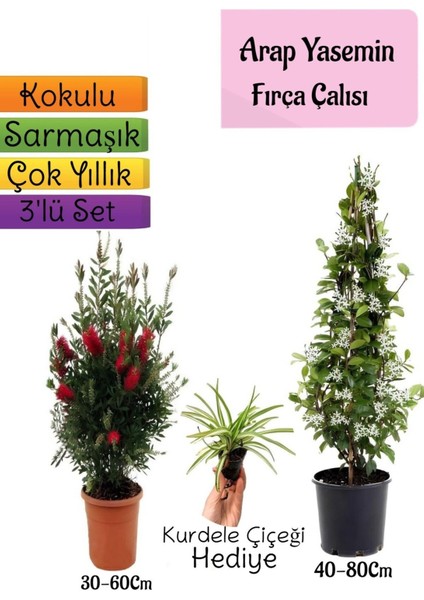 Kokulu Arap Yasemini+Kırmızı Fırça Çalısı+Kurdele Çiçeği Hediyeli 3'lü Bahçe Seti