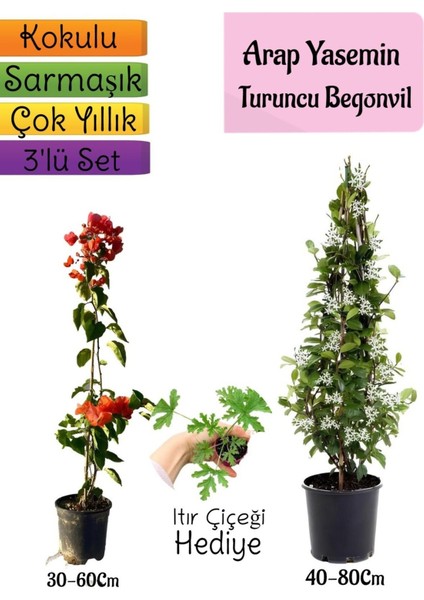Mis Kokulu Arap Yasemini+Turuncu Begonvil+Itır Çiçeği Hediyeli 3'lü Bahçe Seti