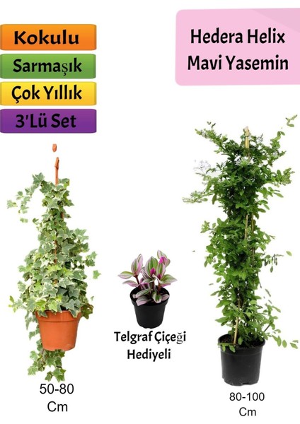 Mavi Yasemin+ Hedera Helix+ Kurdele Çiçeği Hediyeli
