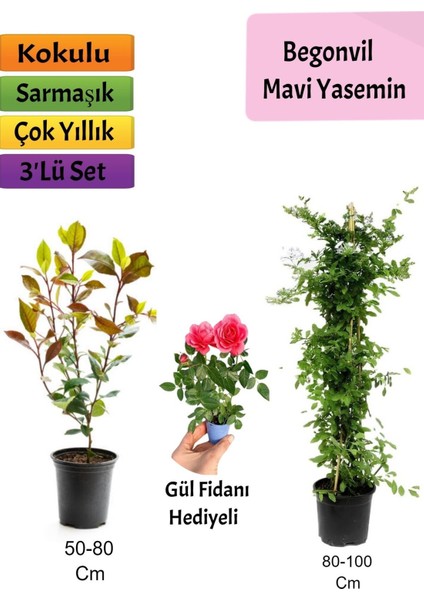 Mavi Yasemin + Alev Çalısı+ Pembe Gül Hediyeli