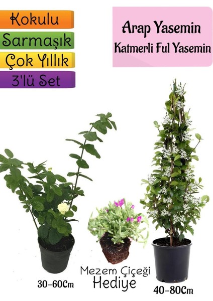 Kokulu Arap Yasemini+Katmerli Ful Yasemin+Mezem Çiçeği Hediyeli 3'lü Bahçe Seti