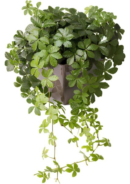 Kokulu Arap Yasemini+Amerikan Sarmaşığı+Kurdele Çiçeği Hediyeli 3'lü Bahçe Seti modelleri