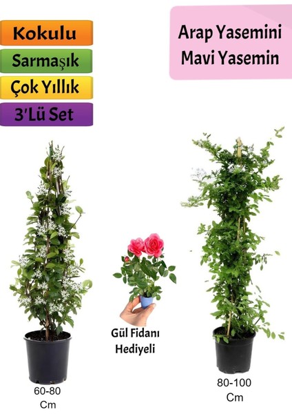 Mavi Yasemin+ Arap Yasemini+ Pembe Gül Fidanı Hediyeli