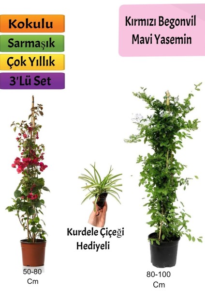 Mavi Yasemin+ Kırmızı Begonvil+ Kurdele Çiçeği Hediyeli