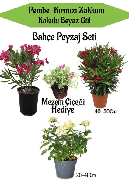 Peyzaj Seti 1 Adet Pembe 1 Adet Kırmızı Zakkum+1 Adet Beyaz Gül+Hediye Mezem Çiçeği
