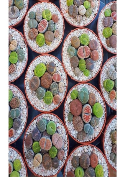 Taş Kaktüs Sukulent (5-10 cm) 1 Adet Saksılı Dekoratif Bitki