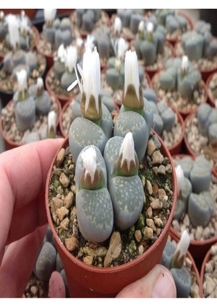 Taş Kaktüs Sukulent (5-10 cm) 1 Adet Saksılı Dekoratif Bitki fiyatları