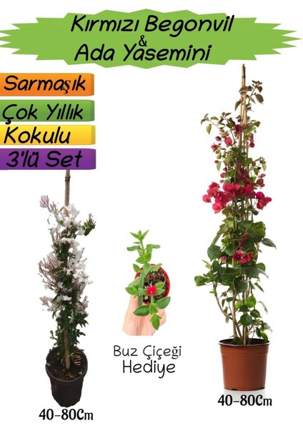 Kırmızı Renk Begonvil+Kokulu Ada Yasemini+Buz Çiçeği Hediyeli 3'lü Peyzaj Seti