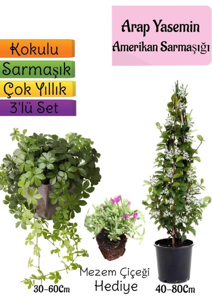 Kokulu Arap Yasemini+Amerikan Sarmaşığı+Mezem Çiçeği Hediyeli 3'lü Bahçe Seti