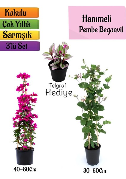 Pembe Begonvil+Kokulu Hanımeli Çiçeği+Telgraf Çiçeği Hediyeli 3'lü Peyzaj Seti