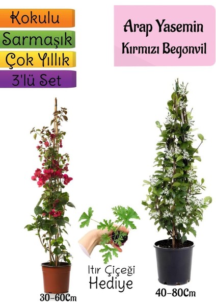 Mis Kokulu Arap Yasemini+Kırmzı Begonvil+Itır Çiçeği Hediyeli 3'lü Bahçe Seti