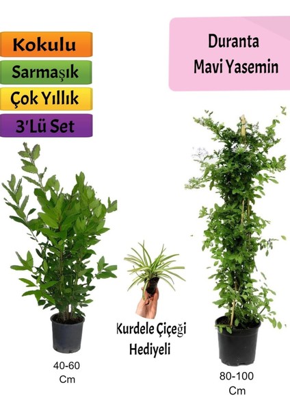 Mavi Yasemin+ Defne Çalısı+ Kurdele Hediyeli