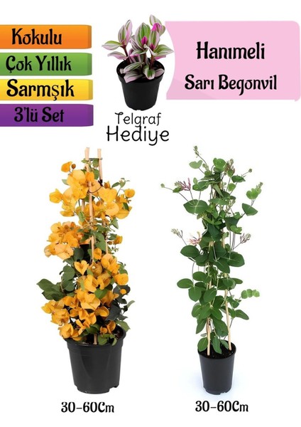 Sarı Begonvil+Kokulu Hanımeli Çiçeği+Telgraf Çiçeği Hediyeli 3'lü Peyzaj Seti