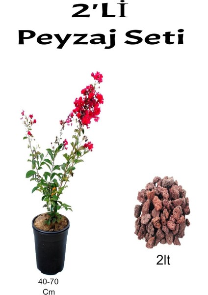 2'li Peyzaj Seti Kırmızı Oya Ağacı Fidanı+ Curf