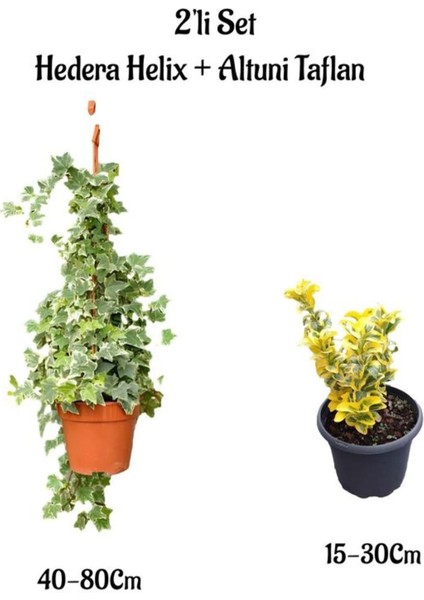 Beyaz Alacalı Hedera Helix Duvar Sarmaşığı+Altuni Taflan 2'li Bahçe Seti
