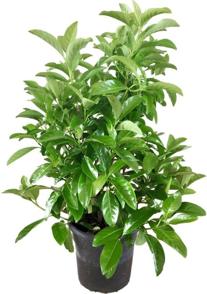 Viburnum Kartopu Çiçeği Fidanı+Altuni Taflan 2'li Bahçe Seti Dış Mekan Bitkileri