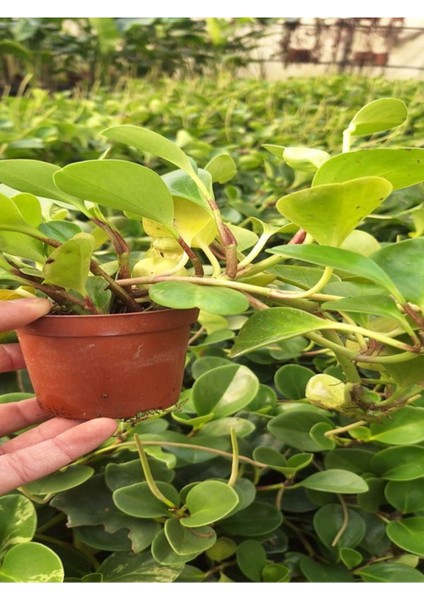 Zümrüt Dalgası Sarmaşık Bitkisi 1 Adet (15-30 cm)SAKSILI Bahçe Peyzaj Bitkisi (Peperomia)