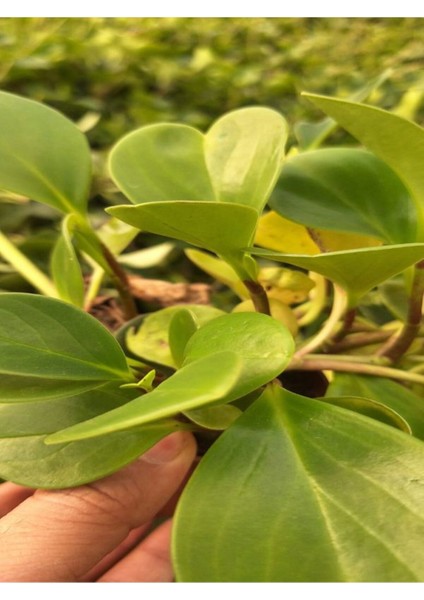 Zümrüt Dalgası Sarmaşık Bitkisi 1 Adet (15-30 cm)SAKSILI Bahçe Peyzaj Bitkisi (Peperomia)