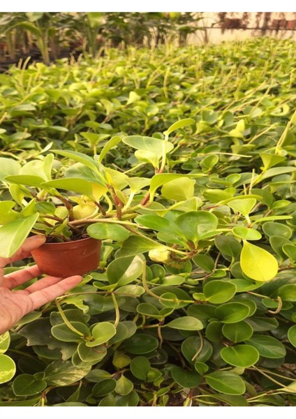 Zümrüt Dalgası Sarmaşık Bitkisi 1 Adet (15-30 cm)SAKSILI Bahçe Peyzaj Bitkisi (Peperomia)