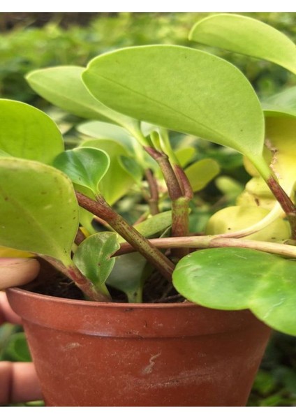 Zümrüt Dalgası Sarmaşık Bitkisi 1 Adet (15-30 cm)SAKSILI Bahçe Peyzaj Bitkisi (Peperomia)
