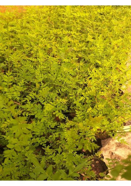 Kokulu Klasik Izmir Yasemin Fidanı+Sarı Renk Yasemin Çiçeği Fidanı 2'li Bahçe Seti