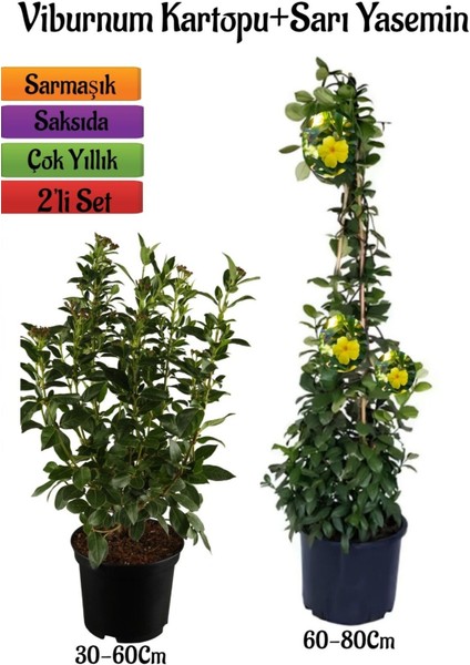 Viburnum Kartopu Çiçeği Fidanı +Sarı Yasemin Çiçeği Fidanı 2'li Bahçe Seti