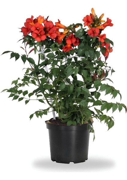 Turuncu Acem Borusu Fidanı (40-80 cm)1 Adet Saksılı/ Tüplü Dış Mekan Bitkisi