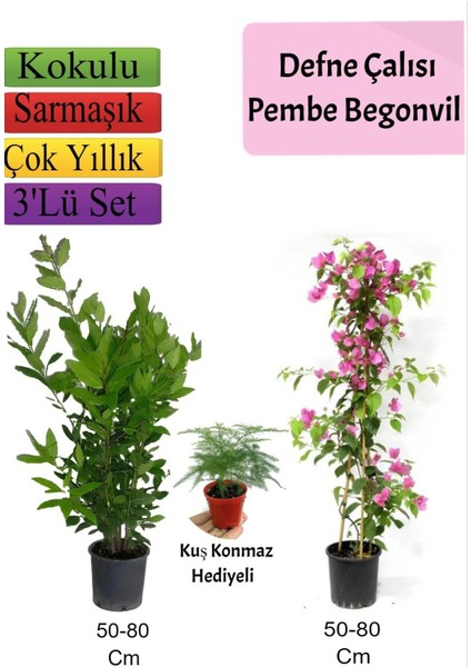 Defne Çalısı+Pembe Begonvil+ Tül Çiçeği Hediyeli
