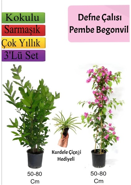 Defne Çalısı+Pembe Begonvil+ Kurdele Çiçeği Hediyeli