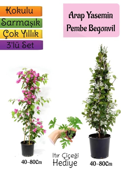 Kokulu Arap Yasemini+Pembe Begonvil+Itır Çiçeği Hediyeli 3'lü Bahçe Seti