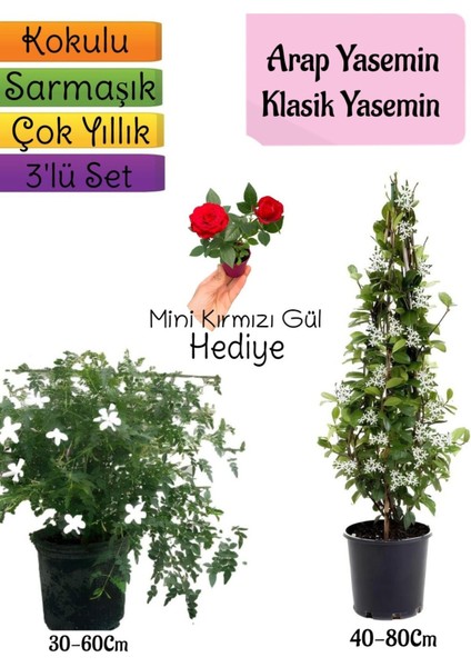 Kokulu Arap Yasemini+Klasikyasemin+Mini Gül Hediyeli 3'lü Bahçe Seti