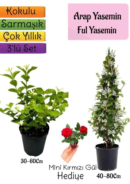 Kokulu Arap Yasemini+Ful Yasemin+Mini Gül Hediyeli 3'lü Bahçe Seti