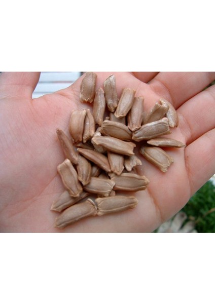 Nadir Su Kabağı Tohumu 3 Adet Tohum Süs Kabağı Tohumu fırsatları