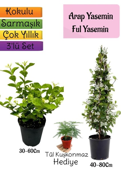 Kokulu Arap Yasemini+Ful Yasemin+Tül Kuşkonmaz 3'lü Bahçe Seti