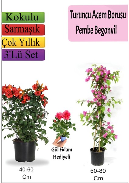 Turuncu Acem Borusu+ Pembe Begonvil+ Gül Fidanı Hediyeli