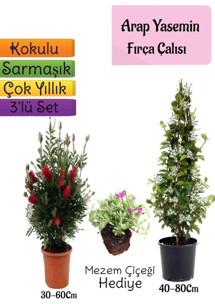 Kokulu Arap Yasemini+Kırmızı Fırça Çalısı+Mezem Çiçeği Hediyeli 3'lü Bahçe Seti