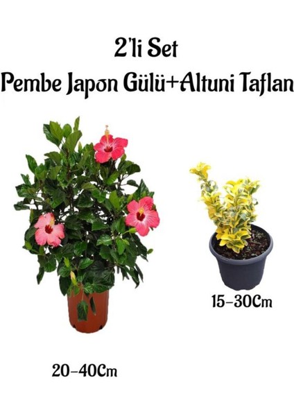 Pembe Renk Japon Gülü Çiçeği+Altuni Taflan Çit Bitkisi 2'li Set Dış Mekan Bitkileri