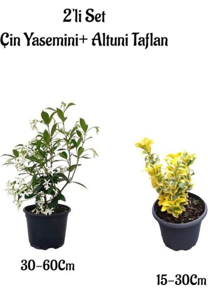 Mis Kokulu Çin Yasemini Çiçeği+Altuni Taflan Çit Bitkisi 2'li Set Dışmekan Bitkileri