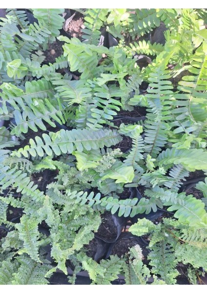 1 Adet Uzayan Aşk Merdiveni Bitkisi (Panjur Çiçeği) Dış Mekan Bitkisi