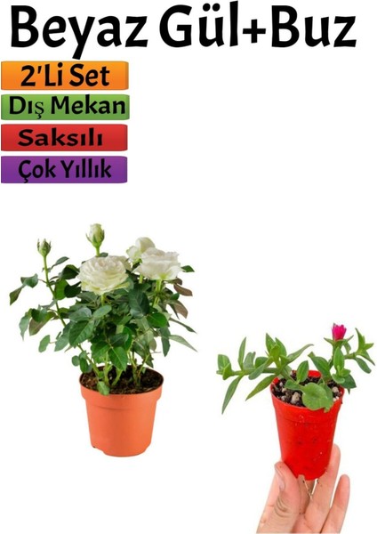 Pembe Gül Fidanı (10-20 cm)+ Yer Örtücü Buz Çiçeği Dış Mekan Bitkileri