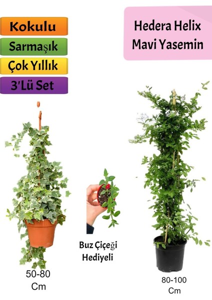 Mavi Yasemin+ Hedera Helix+ Buz Çiçeği Hediyeli